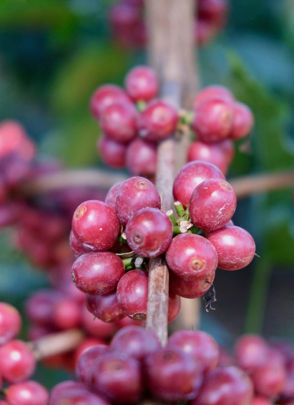 Tanzania Peaberry Sigle Origin Coffee